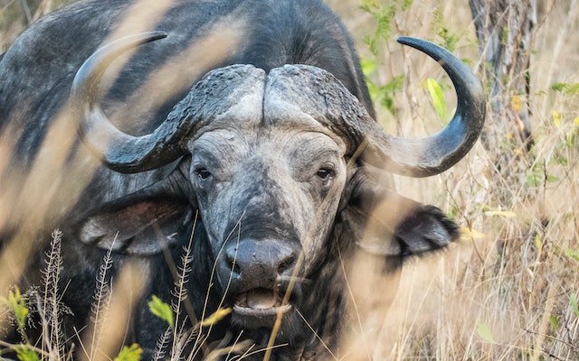 Die 10 gefährlichsten Tiere der Welt: Unerwartete Bedrohungen aus der Tierwelt