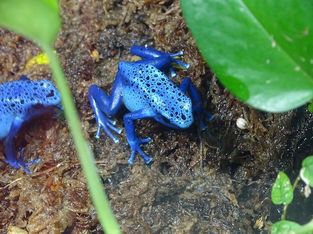 Die 10 gefährlichsten Tiere der Welt: Unerwartete Bedrohungen aus der Tierwelt