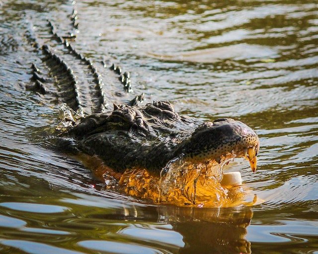 Die 10 gefährlichsten Tiere der Welt: Unerwartete Bedrohungen aus der Tierwelt