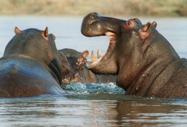 Die 10 gefährlichsten Tiere der Welt: Unerwartete Bedrohungen aus der Tierwelt